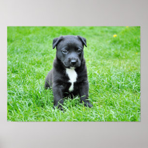 dog-280332 YOUNG DOG BLACK PUPPY SCHATTIGE PETS GR Poster