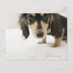 Dog 2 briefkaart