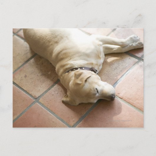 Dog 3 briefkaart (Voorkant)
