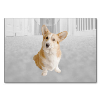 Dog ABA Tact Labelling Flashcard | KAART AFBEELDIN
