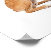 Dog Afbeelding voor Poster (Hoek)