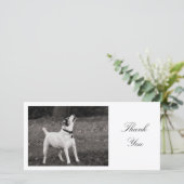 Dog Agog - Merci (Debout devant)