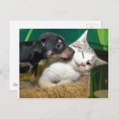 Dog and cat briefkaart (Voorkant / Achterkant)