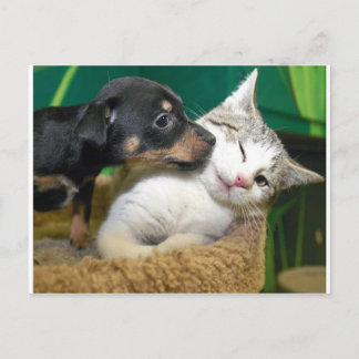 Dog and cat briefkaart