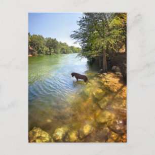 Dog bij Ladybird Lake - Downtown Austin Texas Briefkaart