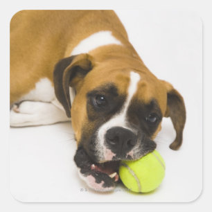 Dog bijten tennisbal vierkante sticker