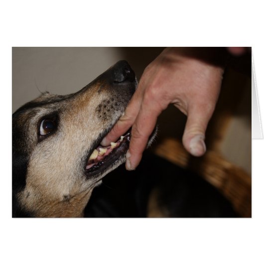 Dog biting vinger (Voorkant Horizontaal)
