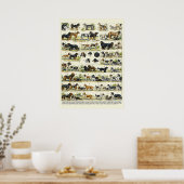 Dog Breeds color Illustrations Poster (Keuken)