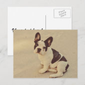 Dog Briefkaart (Voorkant / Achterkant)