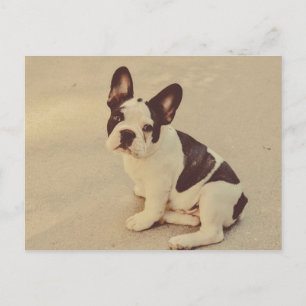 Dog Briefkaart