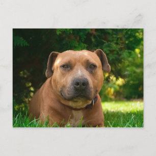 Dog Briefkaart