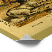  Dog Bulldog Natural History Print (Hoek)