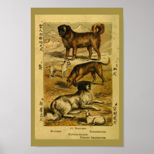  Dog Bulldog Natural History Print (Voorkant)