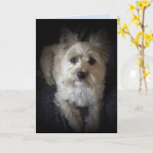 Dog Cairn Terrier "Amoureux des chiens" Carte de v (Fleur jaune)