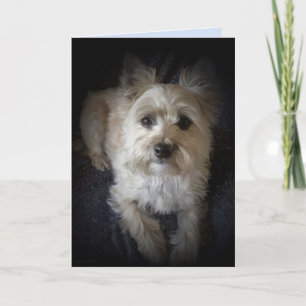 Dog Cairn Terrier "Hondenliefhebber" Blank Wenskaa Kaart