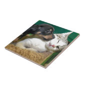 Dog & cat tegeltje (Zijkant)