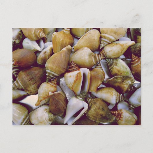 Dog Conch Briefkaart (Voorkant)