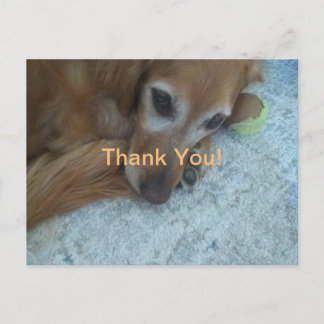 Dog Dank je wel Briefkaart