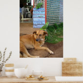 Dog Day in Little Corn Island Poster (Keuken)