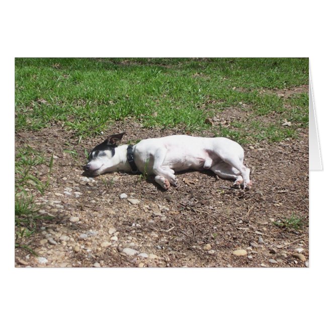 Dog Days (Voorkant Horizontaal)