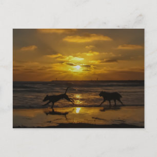 Dog Days of Summer Briefkaart