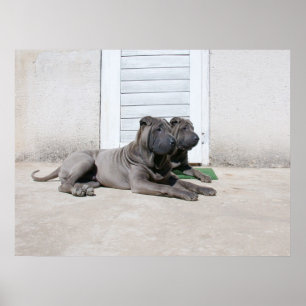 Dog Days of Summer.... Poster