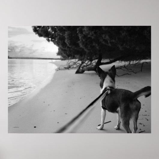 Dog Days Poster (Voorkant)