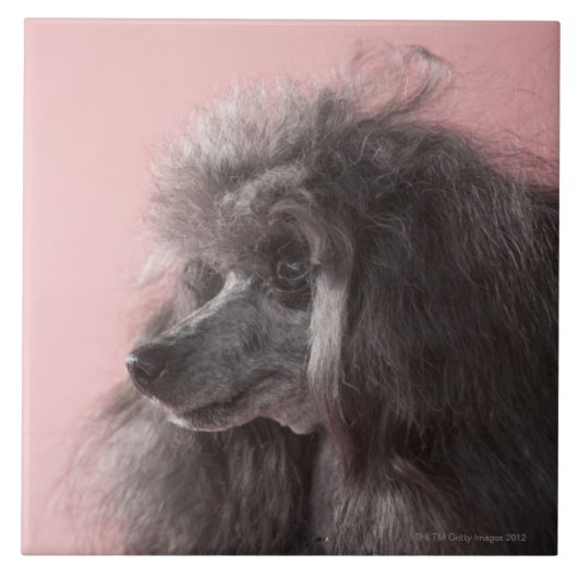 Dog die weg kijkt tegeltje (Voorkant)