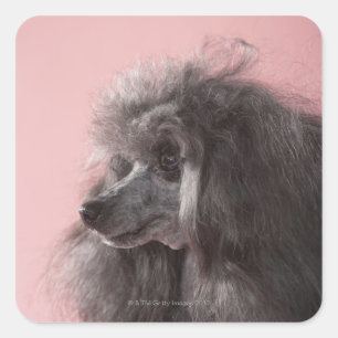 Dog die weg kijkt vierkante sticker