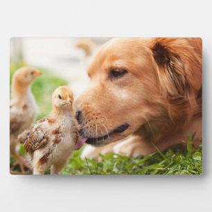 Dog en Chick Fotoplaat