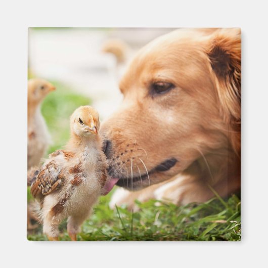 Dog en Chick Magneet (Voorkant)