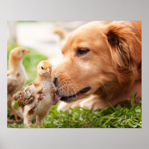 Dog en Chick Poster