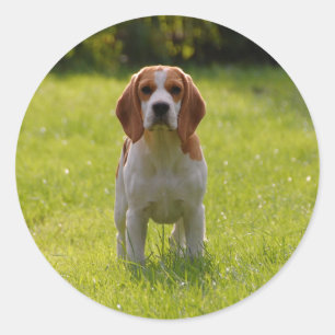 Dog Foto aangepast Ronde Sticker