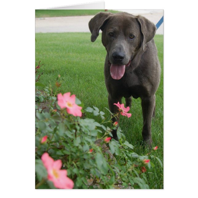 Dog-fotokaart - Max (Voorkant)