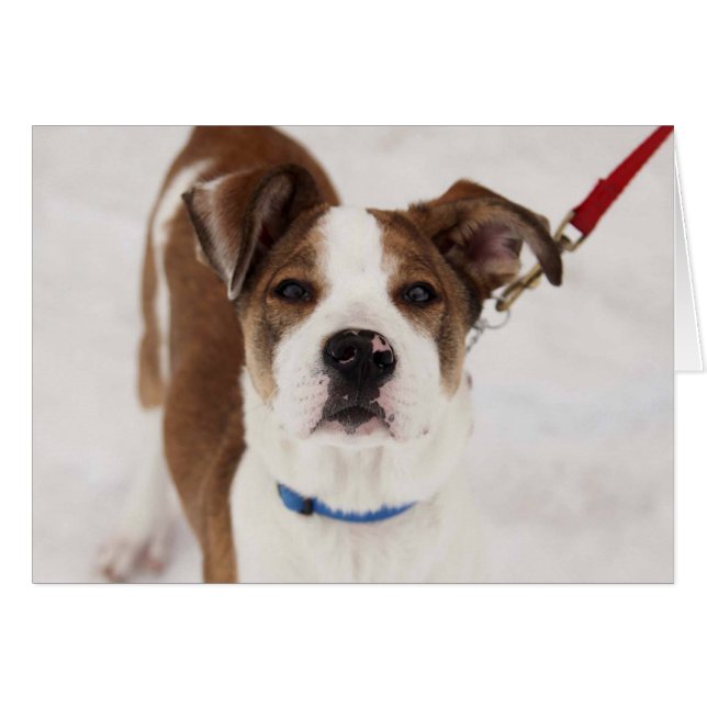 Dog-fotokaart - Peyton (Voorkant Horizontaal)