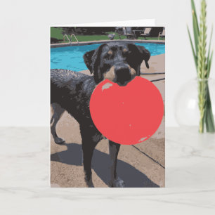 Dog Frisbee Swimming Pool Kaart