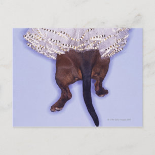 Dog gekleed briefkaart