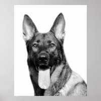 Dog german herder foto zwart wit