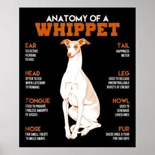 Dog Gift anatomie van een whippet-hond voor een Poster