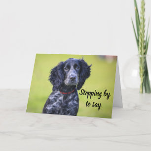 DOG GROOMER, VETERINARIAN EN DOG WALKER KAART