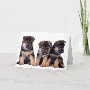 DOG GROOMER, VETERINARIAN EN DOG WALKER KAART
