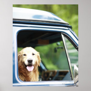 Dog in auto poster