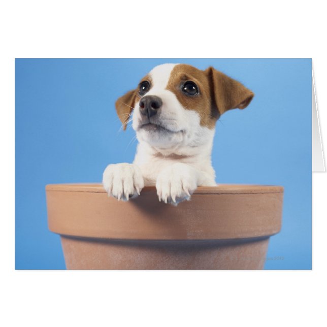 Dog in de bloempot (Voorkant Horizontaal)