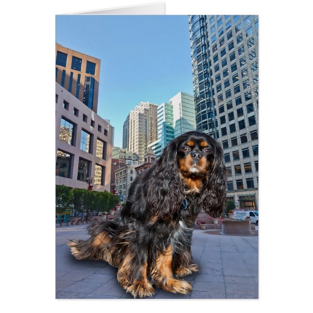 DOG IN DE STAD (Voorkant)