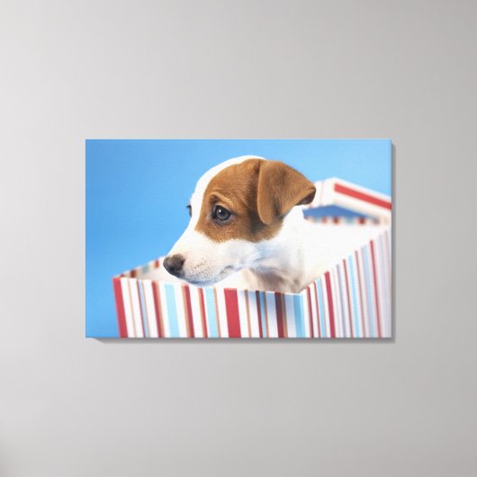 Dog in een cadeaudoos canvas afdruk (Voorkant)