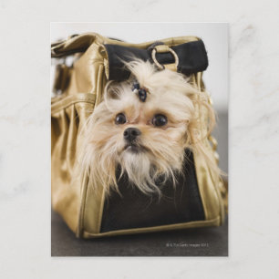Dog in een handtas briefkaart