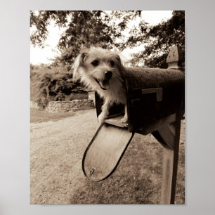 Dog In een postvak Poster
