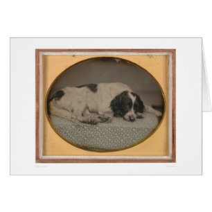 Dog in eigendom van Sheldon Nichols (39986)