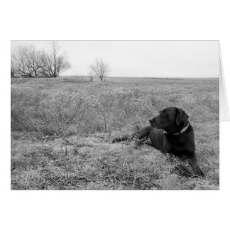 Dog in fieldkaart