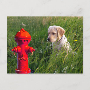 Dog in het veld met brandstoffluoride briefkaart